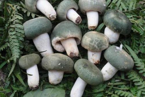 1567413096984954.jpg 青頭菌.jpg