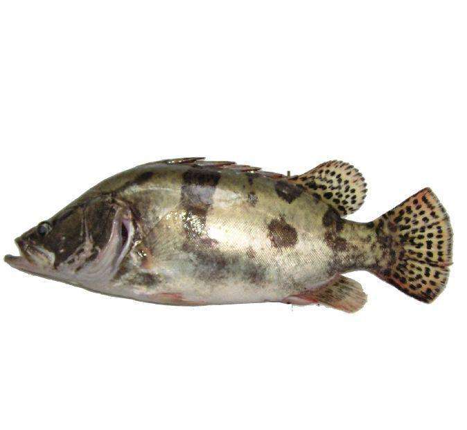 1567416569389437.jpg 桂花魚(yú).jpg