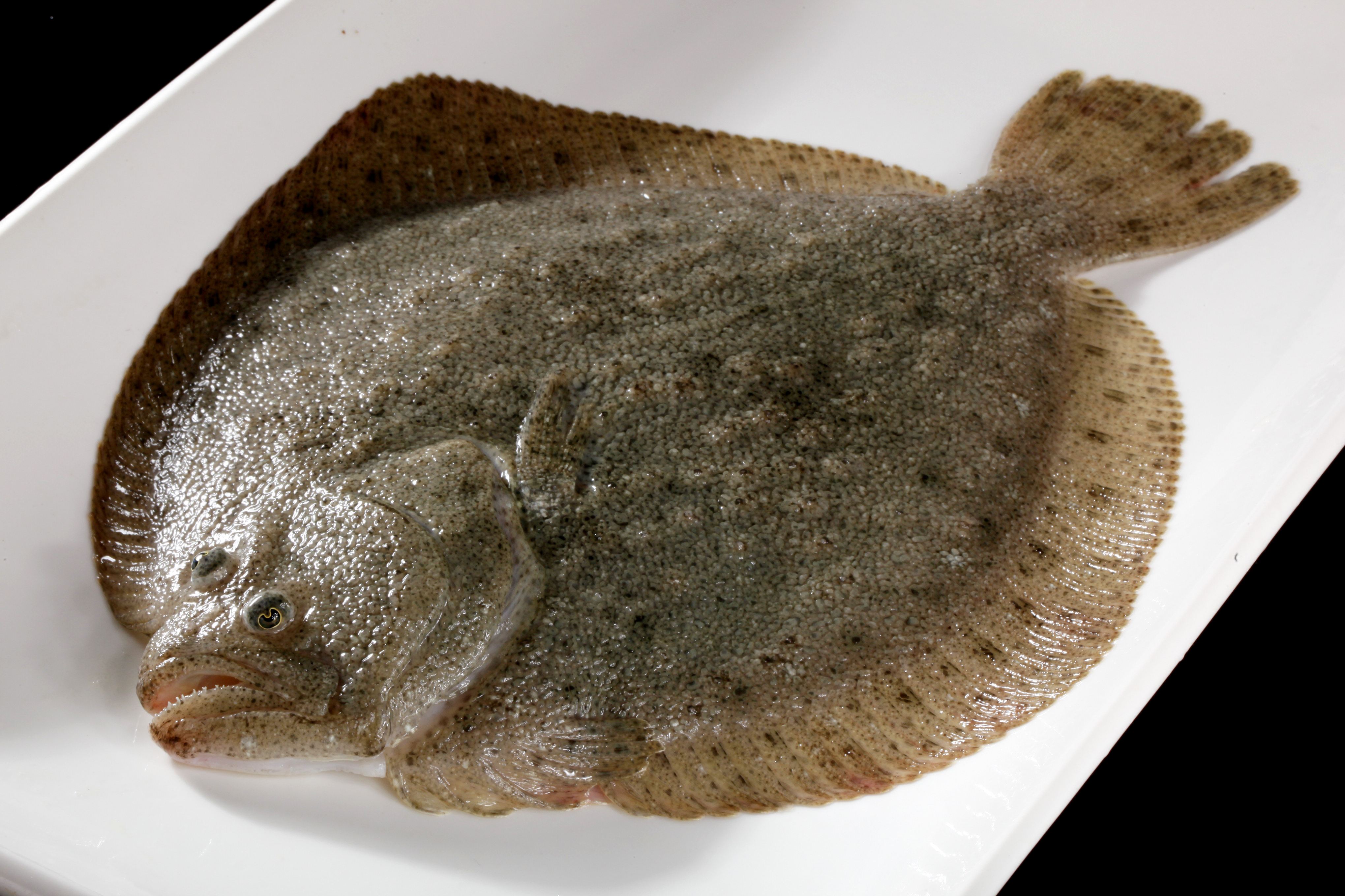 多寶魚(yú) 多寶魚(yú)