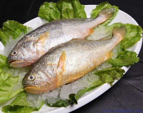 大黃魚(yú) 大黃魚(yú)