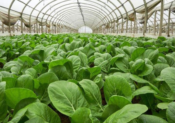 生鮮種植基地 生鮮種植基地