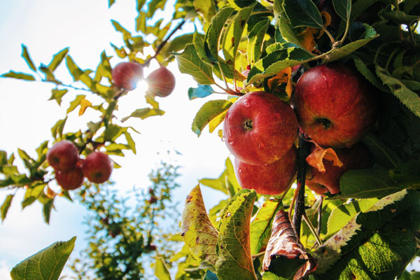 昆明星菜園:常吃堿性食物對身體有哪些好處 昆明星菜園:常吃堿性食物對身體有哪些好處
