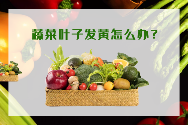 蔬菜葉子發(fā)黃怎么辦？